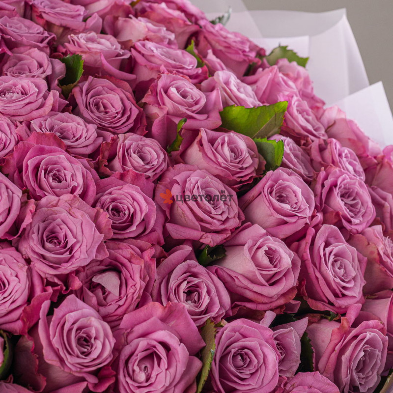 101 роза Маритим