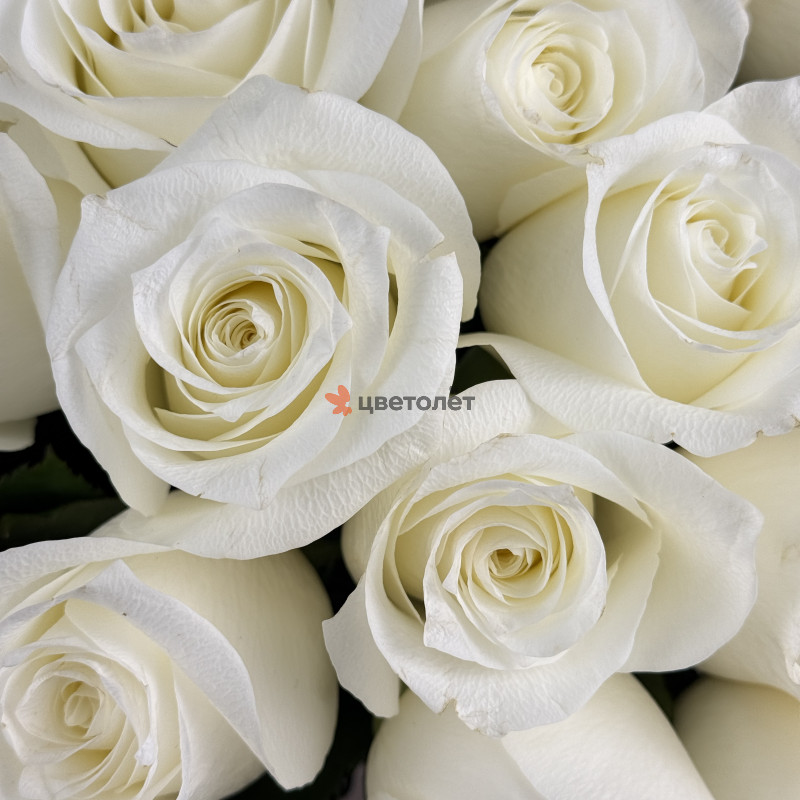 Букет из 35 белых роз